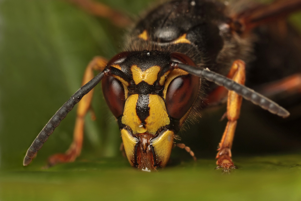 Median Wasp 6